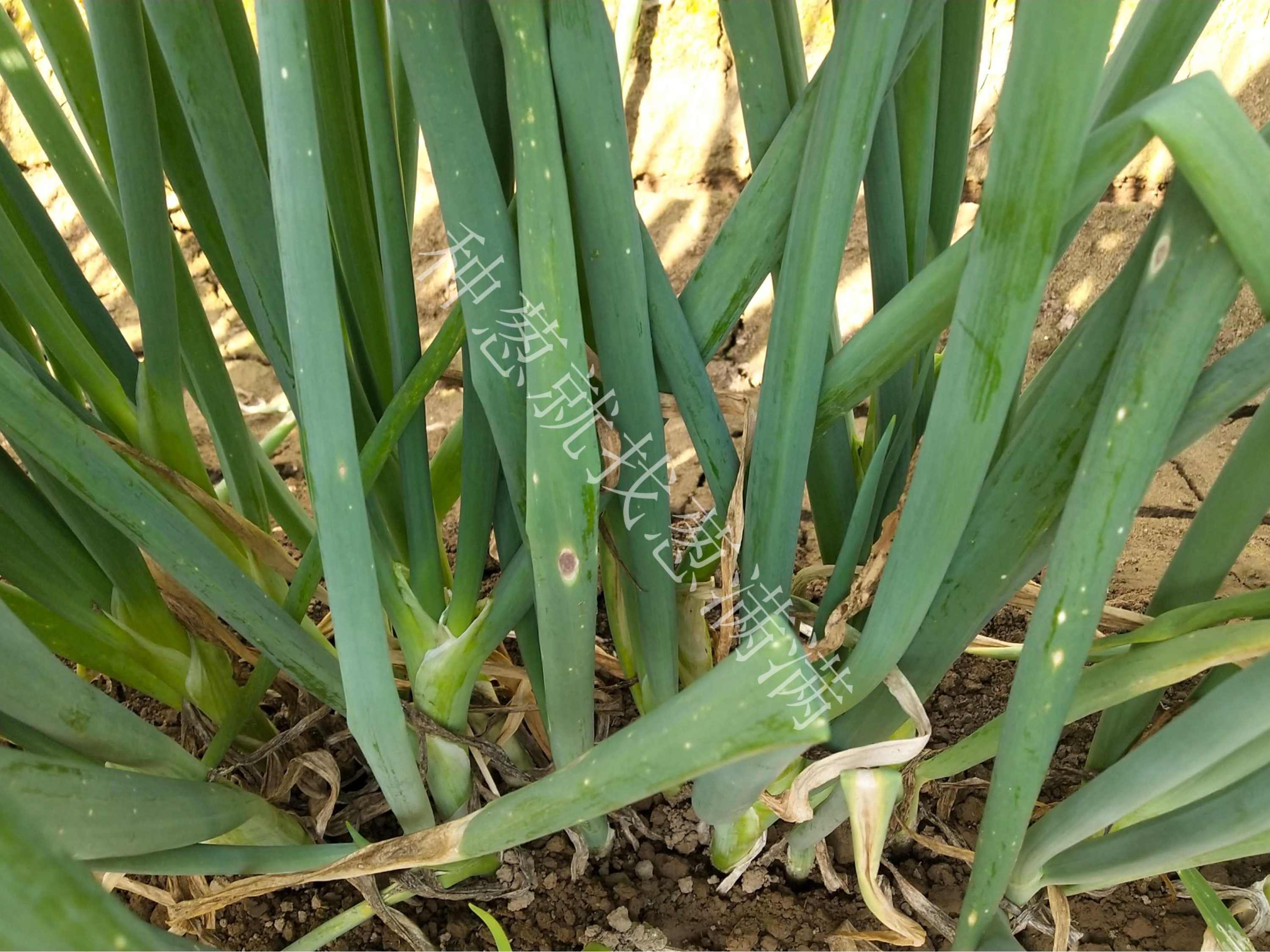 大蔥紫斑病用什么藥防治