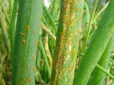 大蔥銹病解決方案