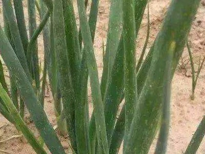 大蔥霜霉病解決方案
