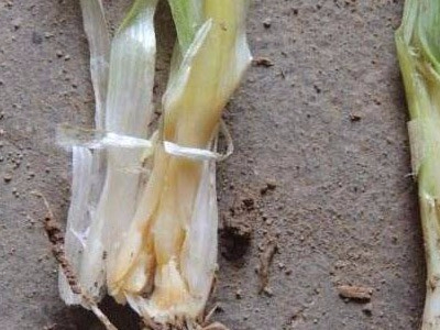 大蔥軟腐病解決方案