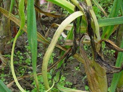 大蔥白腐病解決方案