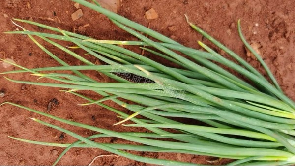 云南紅河香蔥霜霉灰霉疫病解決案例