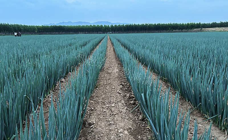 蔥滿滿實地指導