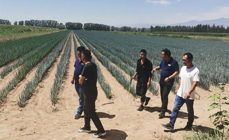 蔥滿滿新疆線下服務