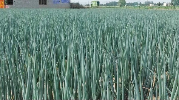 河南焦作錦藏大蔥種植案例 河南焦作錦藏大蔥種植案例