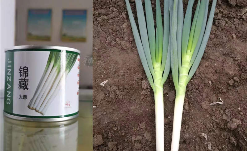 錦藏大蔥