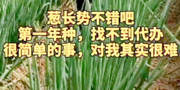 蔥滿滿幫助蔥農出售大蔥