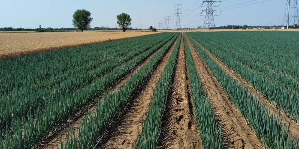 蔥滿滿線下走訪：河北