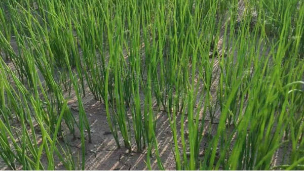 山東省10畝鋼蔥育苗案例