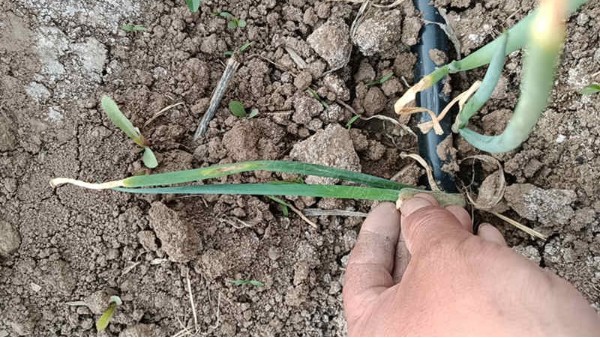 河北廊坊百畝移栽田管理案例