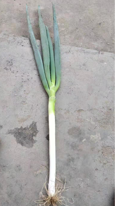 河南武陟縣出售鋼蔥20畝