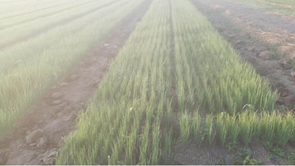 河北地區(qū)晚抽大蔥育苗案例 河北地區(qū)晚抽大蔥育苗案例