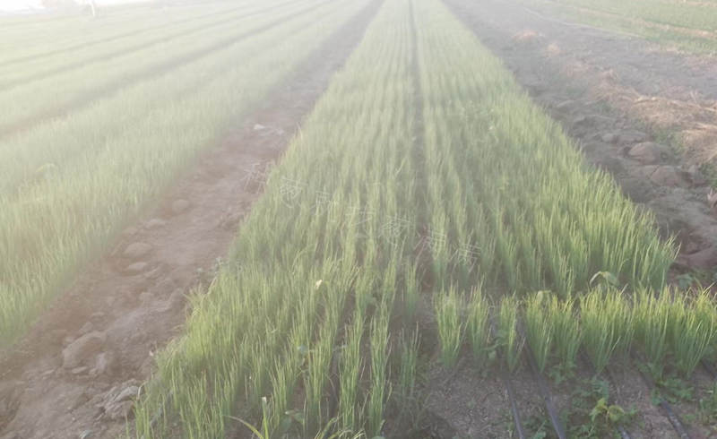 晚抽神成蔥苗實拍