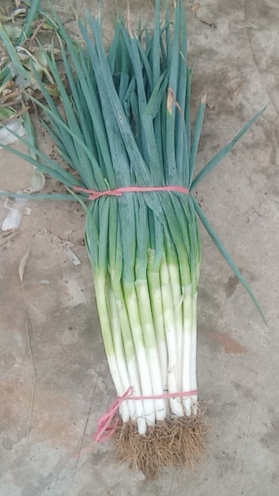 湖北省丹江口市浪河鎮大蔥出售