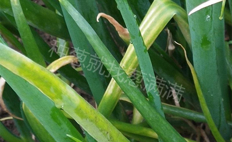 霜霉病癥狀實拍