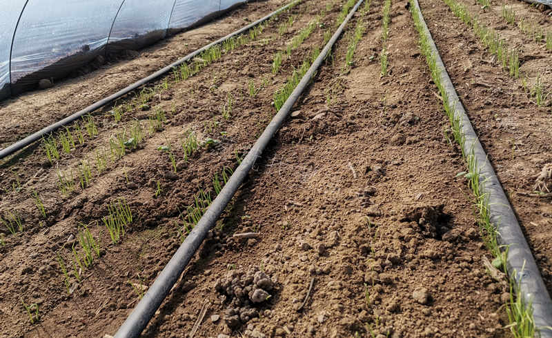 蔥苗出現缺苗斷壟