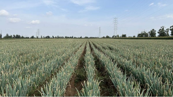 內(nèi)蒙古呼和浩特大面積鋼蔥新種案例 內(nèi)蒙古呼和浩特大面積鋼蔥新種案例