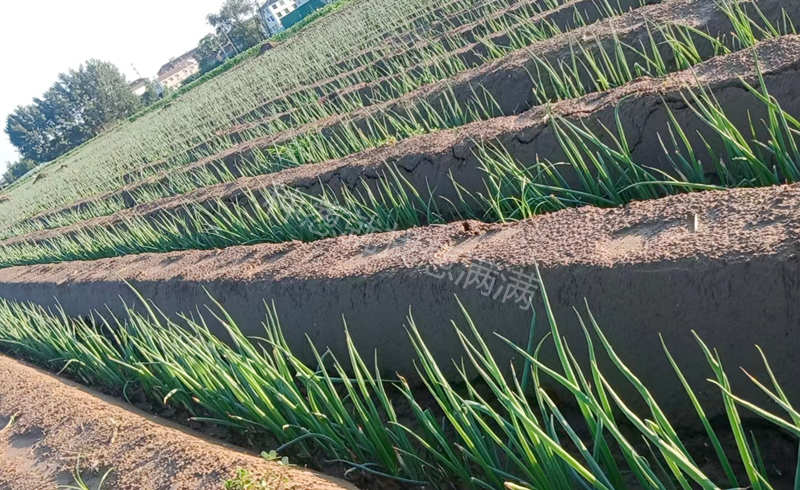 蔥滿滿技術指導后的蔥田