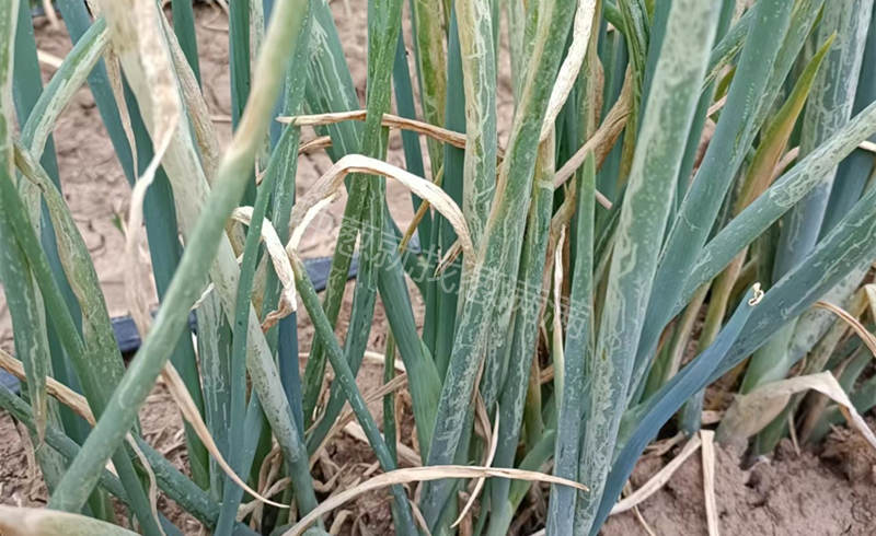 大蔥薊馬斑潛蠅蟲害