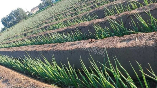 河南滑縣小規模大蔥種植轉型合作案例