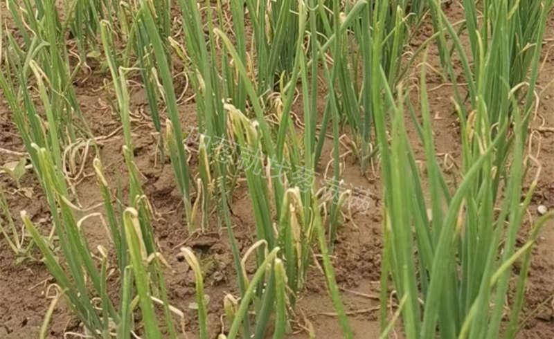 李先生蔥苗苗床實拍