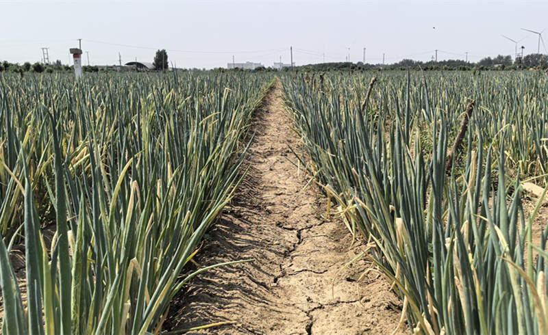 河北大蔥蟲害嚴重