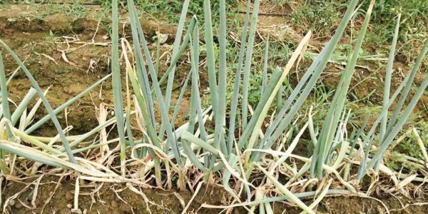 大蔥不長甚至越長越小是怎么回事