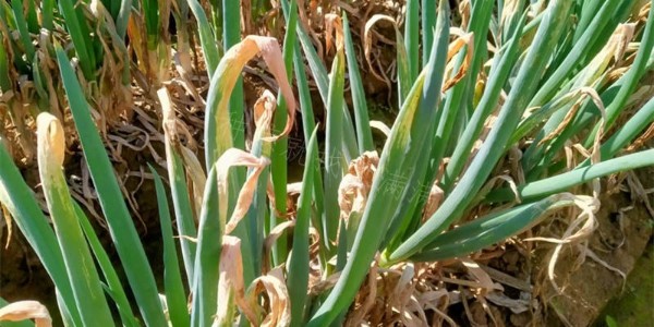 雨后大蔥容易出現哪些問題?如何做好大蔥雨后管理