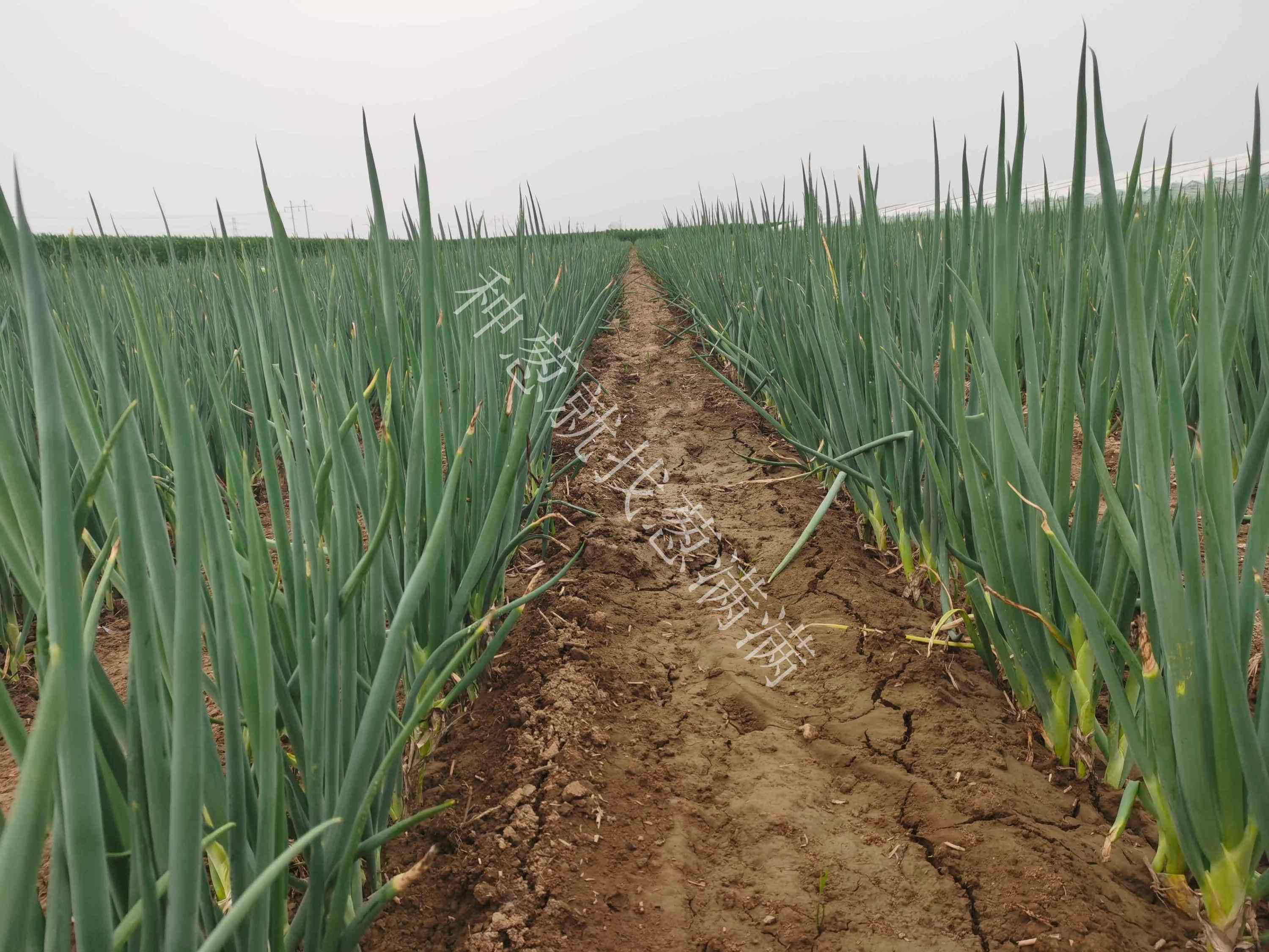 大蔥銹病用什么藥防治