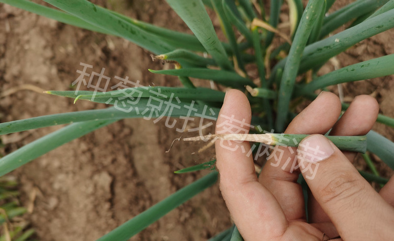 蔥疫病細節實拍