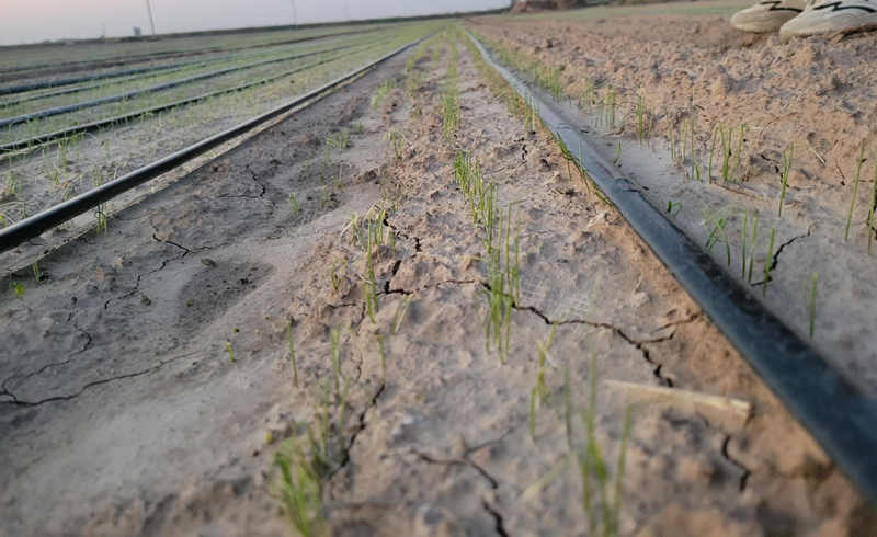 河北衡水大蔥苗床