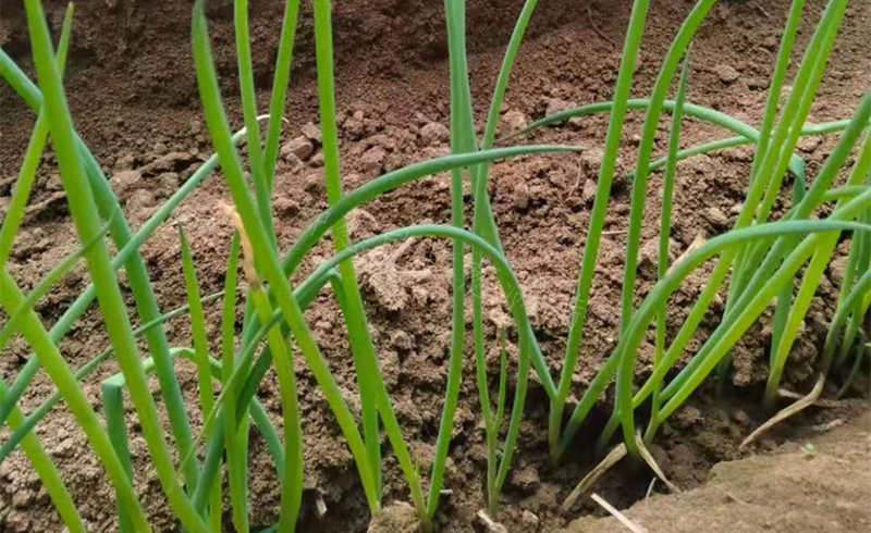 蔥苗實拍