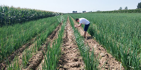 蔥滿滿為您解析大蔥的種植技術以及種植過程需要注意什么