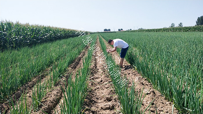 蔥滿滿為您解析大蔥的種植技巧以及種植過程需要注意什么