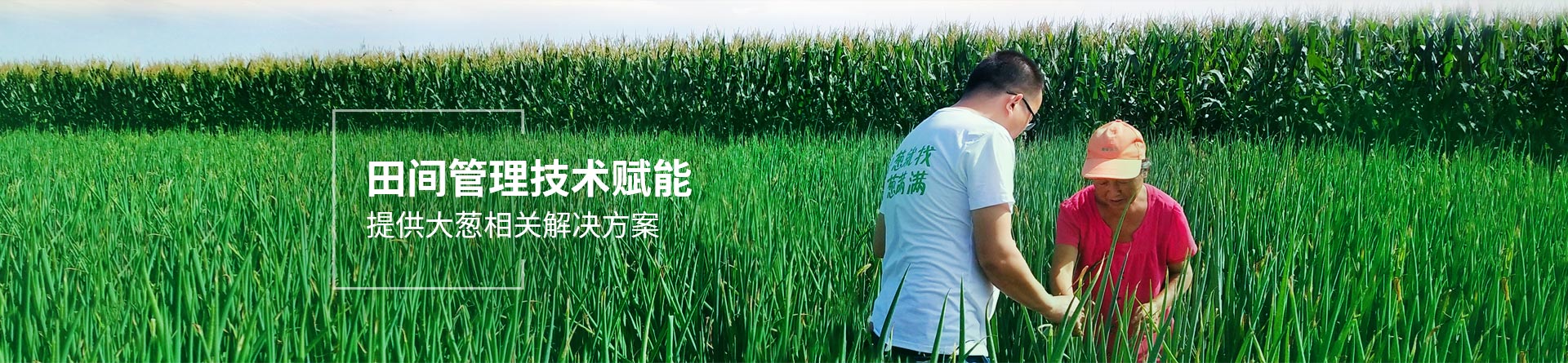 蔥滿滿田間管理技術賦能