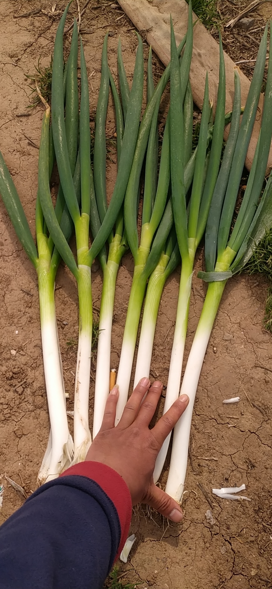 大蔥出售信息