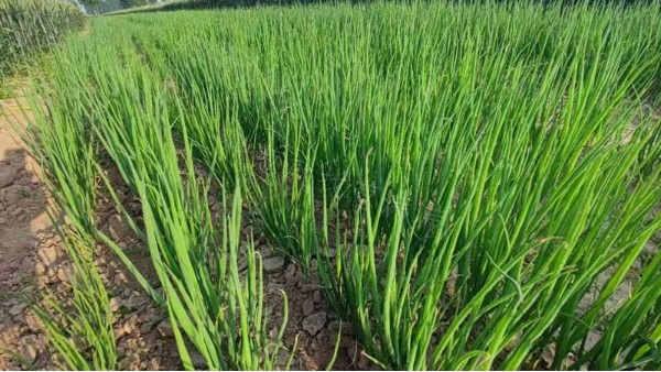 河南商丘鋼蔥育苗案例