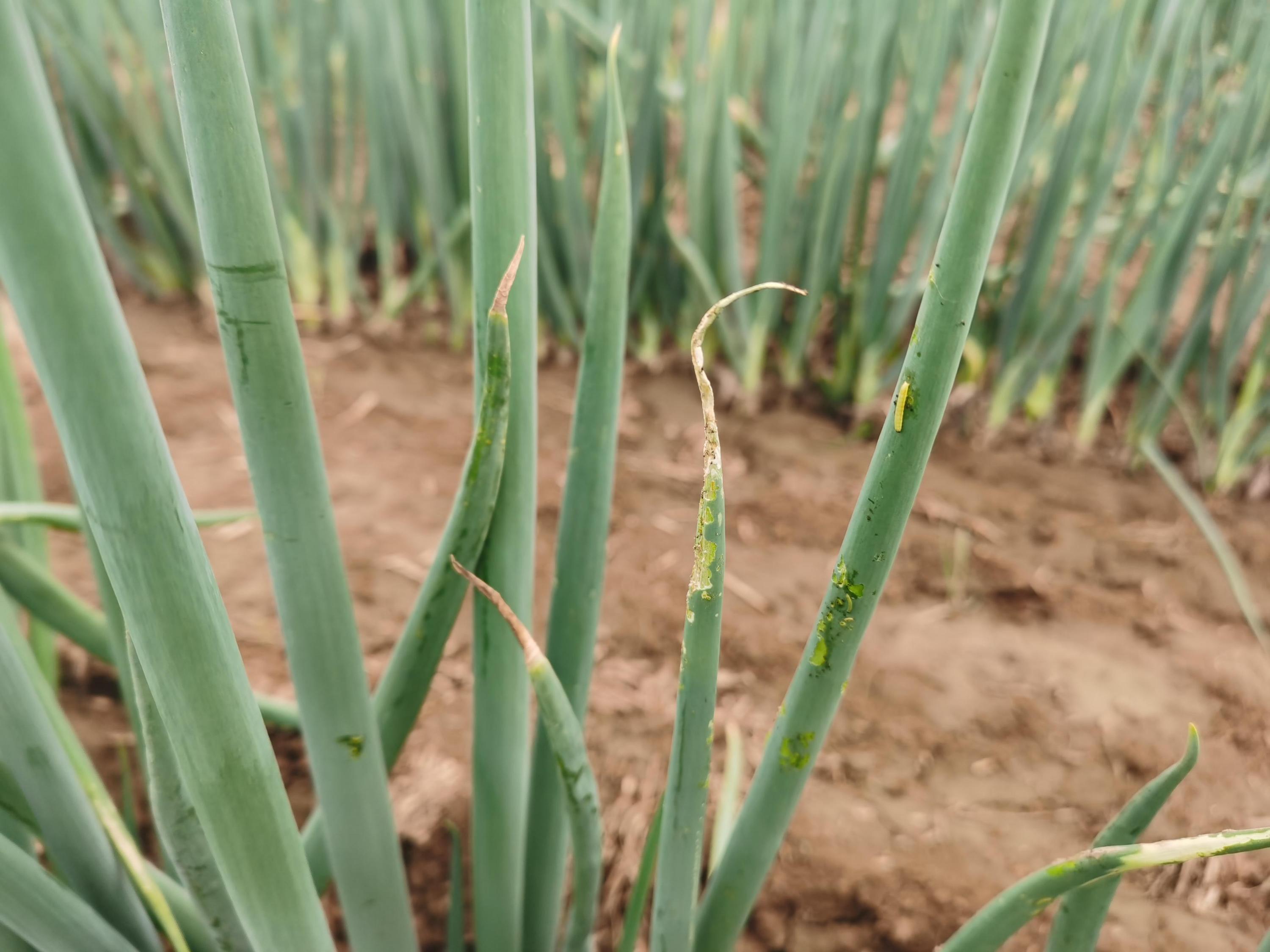 大蔥重茬種植技術