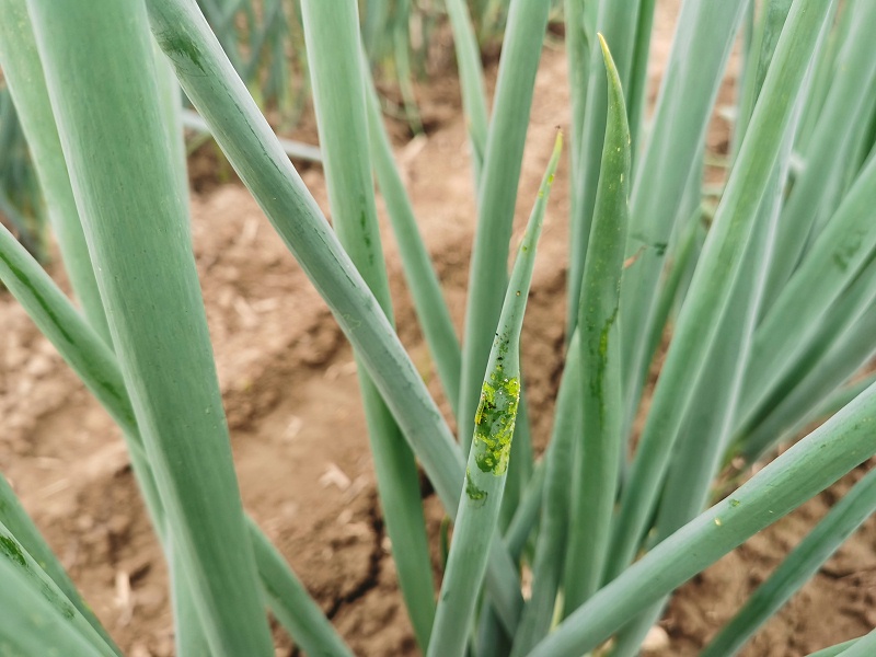 大蔥重茬種植技術
