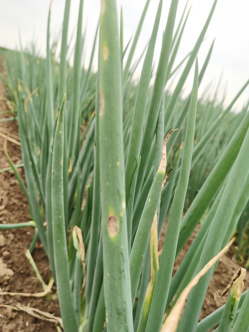 大蔥重茬種植技術