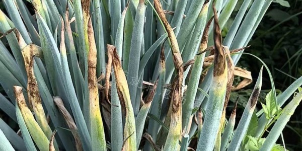 藥劑農資價格差異懸殊，究竟差在哪里