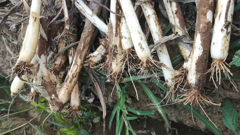 河北保定根腐病實拍