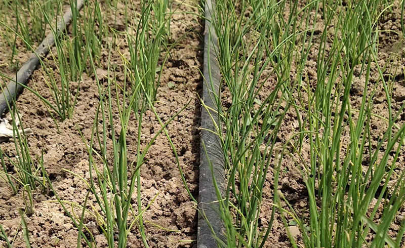 小拱棚育苗蔥苗實拍