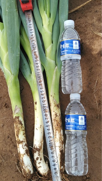 河北玉田縣15萬斤鋼蔥出售