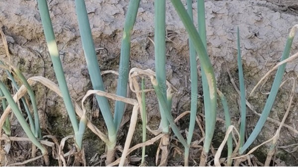 新鄉(xiāng)小規(guī)模大蔥種植案例