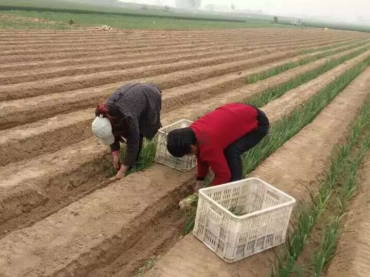 大蔥移栽