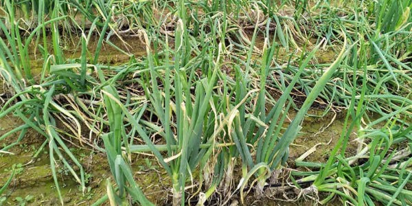秋天雨后大蔥病害高發，這樣防治穩高產