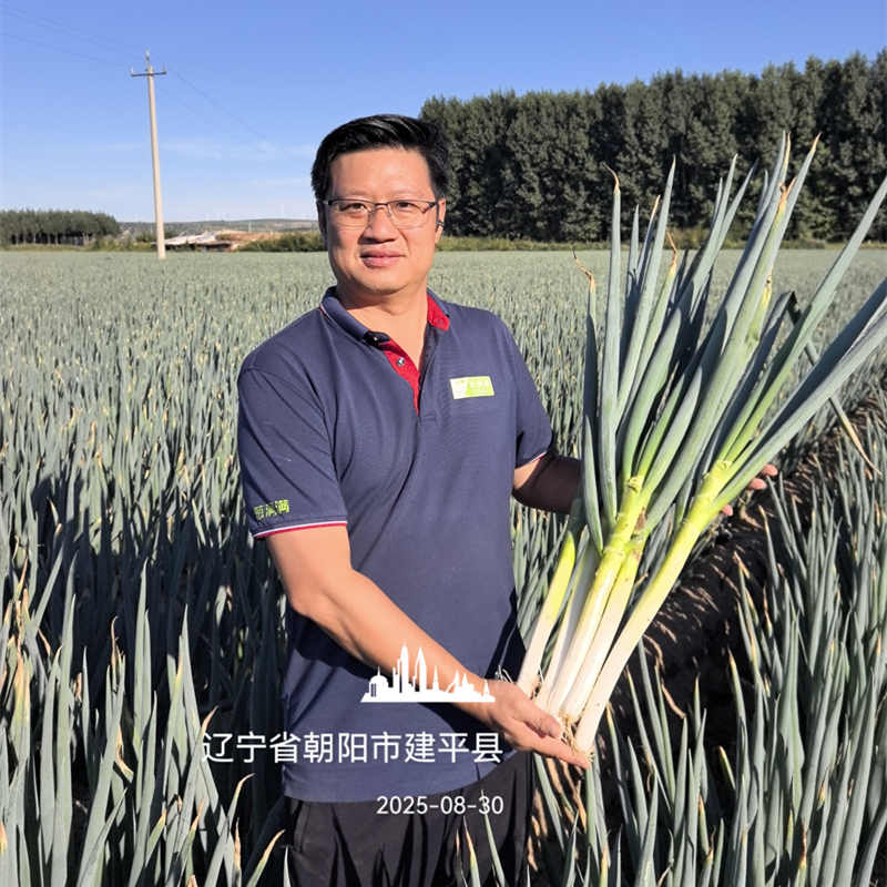 遼寧建平大蔥實(shí)拍