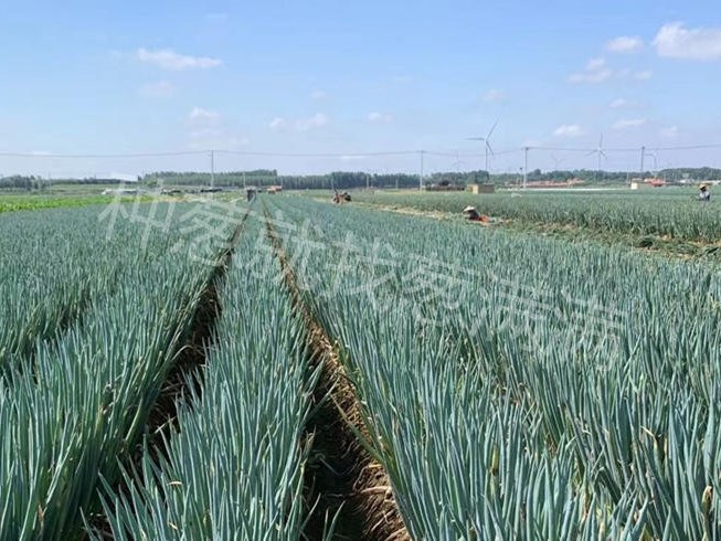 增產(chǎn)肥解決方案