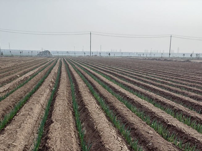 生根肥解決方案